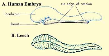 Scientific Miracles Holy Quran :the stages man’s embryonic development: