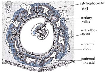Scientific Miracles Holy Quran :the stages man’s embryonic development: